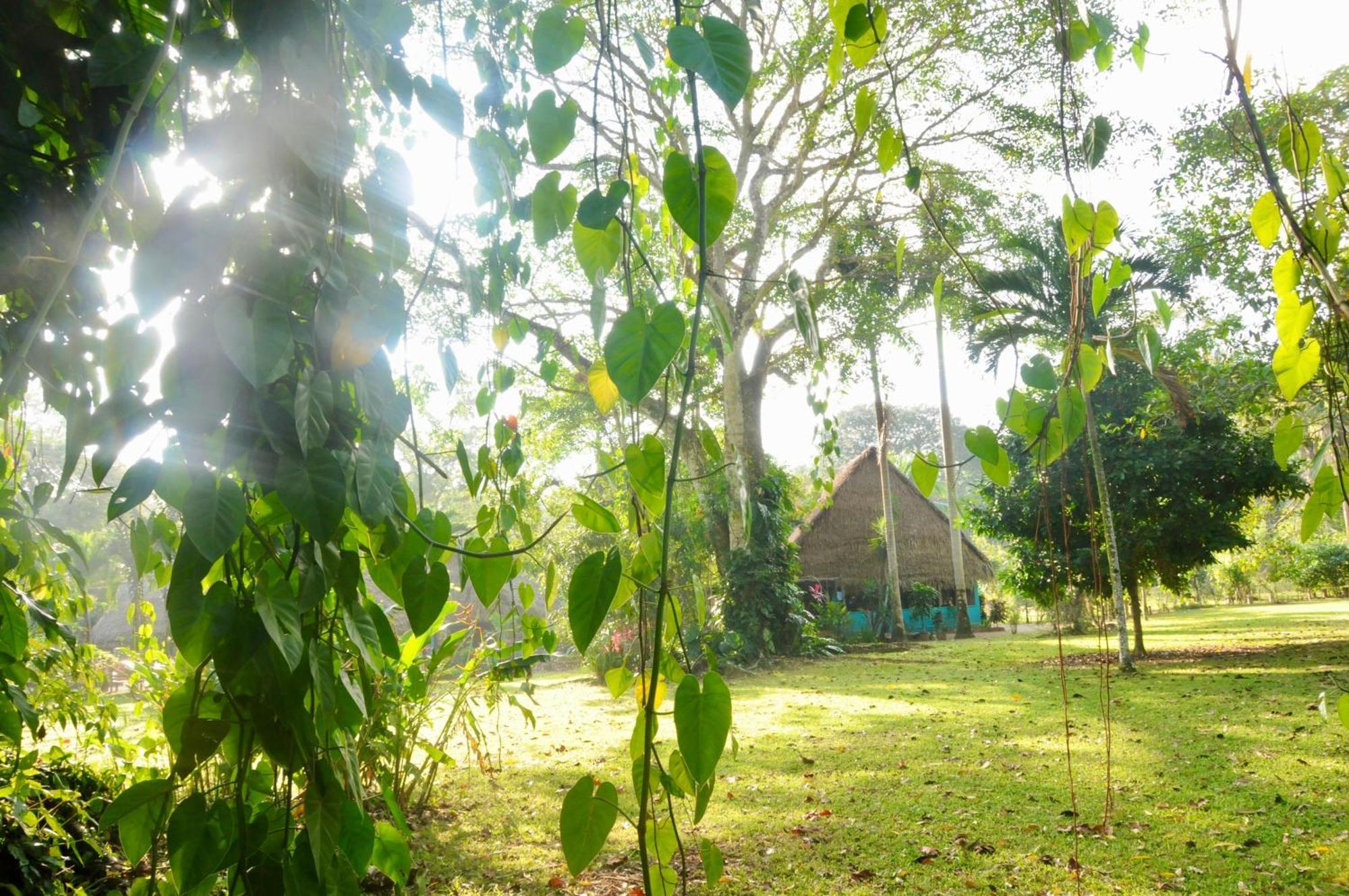 Bocawina Rainforest Resort Hopkins Buitenkant foto