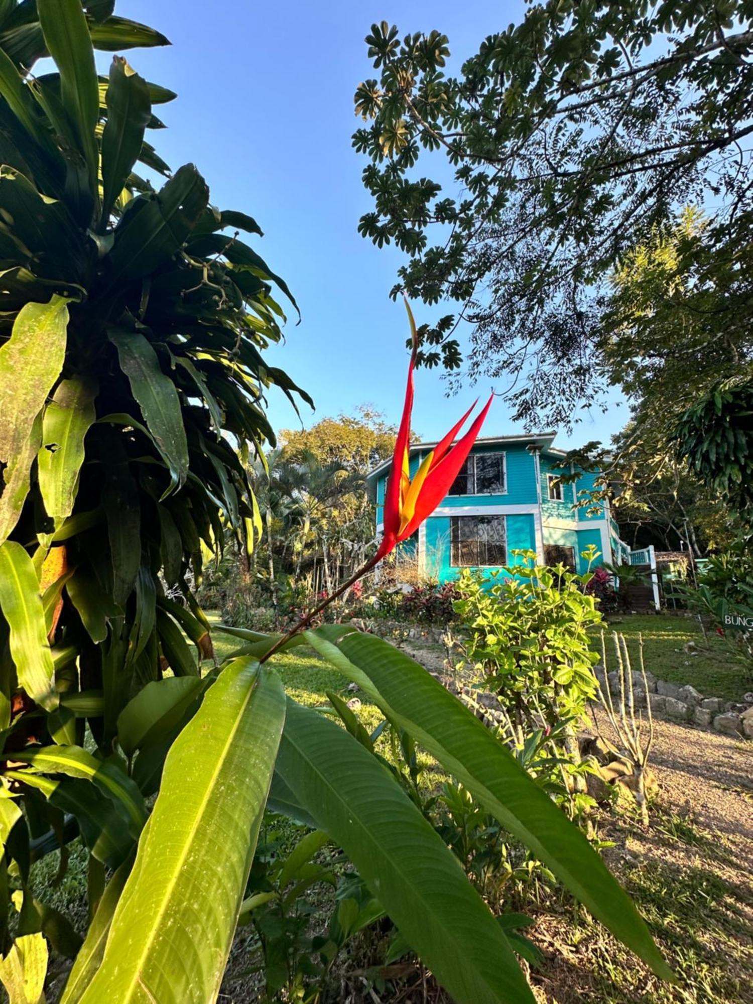 Bocawina Rainforest Resort Hopkins Buitenkant foto